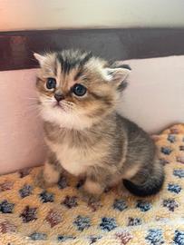 Cuccioli di BRITISH