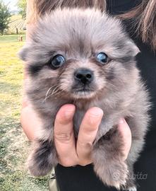 Pomerania volpino