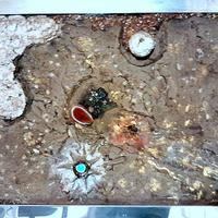 Quadri originali, tecnica mista.