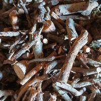 Legna di ulivo stagionata da ardere Ragusa