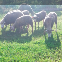 Agnello femmina 10 mesi