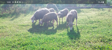Agnello femmina 10 mesi