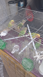 Inseparabili giovani