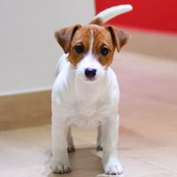 Jack russell femmina