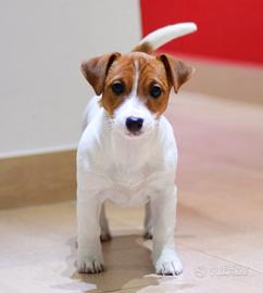 Jack russell femmina