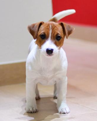 Jack russell femmina