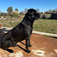 Cucciolo di cane corso