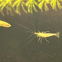 Gamberetti acqua dolce (caridine wild)
