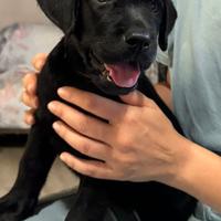 Labrador