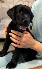 Labrador