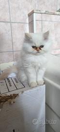 Gatto
