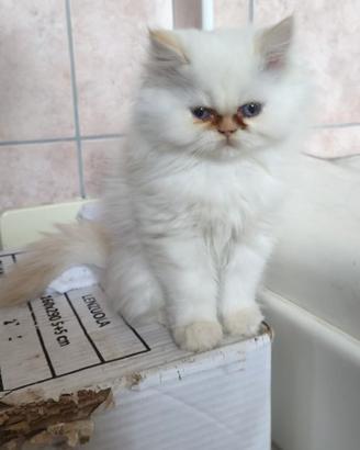 Gatto