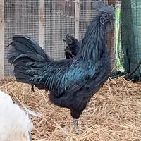 Gallo Cemani