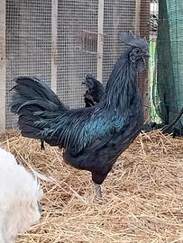 Gallo Cemani