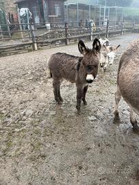 Asini Maschi bianco e grigio