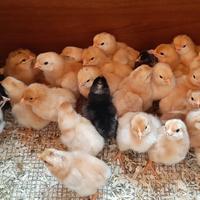 Pulcini di ovaiole pesanti