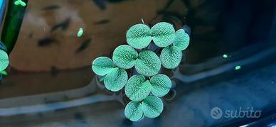 Salvinia auricolata , pianta galleggiante
