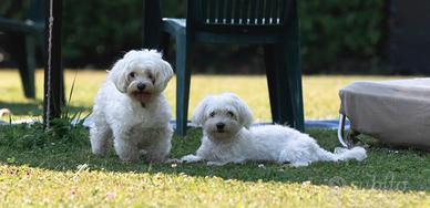 Maltese mini toy