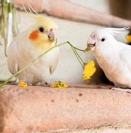 Pappagalli di calopsite