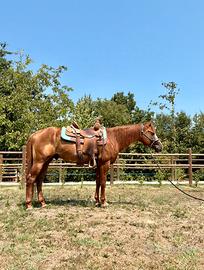 Quarter Horse