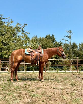 Quarter Horse