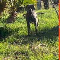 Cuccioli di cane corso