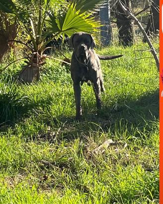 Cuccioli di cane corso