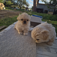 Cuccioli Pichinesi
