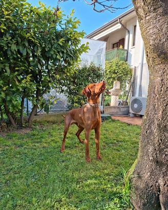 Cane da monta