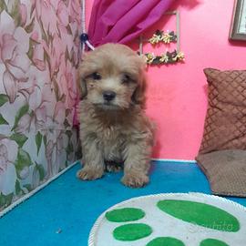 MALTIPOO MASCHIO MINI Allevamento BN+1