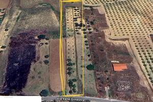 Terreno agricolo con ulivo