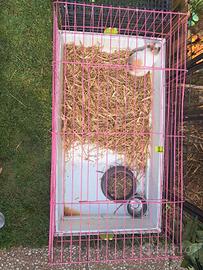 gabbia coniglio