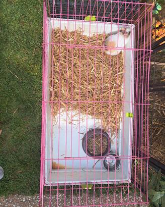 gabbia coniglio