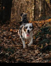 Cucciolo pastore australiano pedigree ENCI