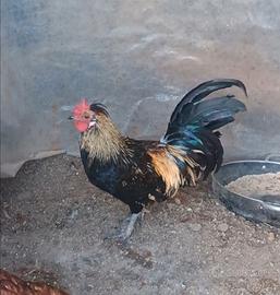 Galletto