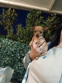 Ultimi 2 maschi pincher toy