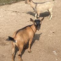 Caprette Tibetane