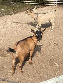 Caprette Tibetane