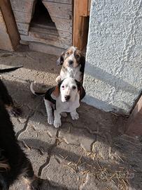 Cuccioli di cane da caccia o compagnia
