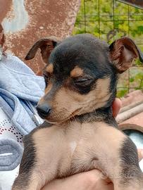 Cucciola di pincher e chihuahua