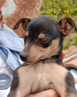 Cucciola di pincher e chihuahua
