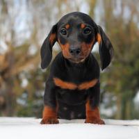 Cucciolo di Bassotto