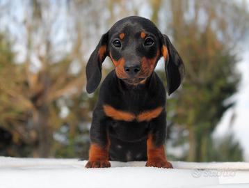Cucciolo di Bassotto