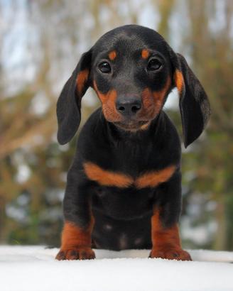 Cucciolo di Bassotto