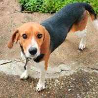 Beagle di 3 anni