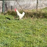 Gallo livornese