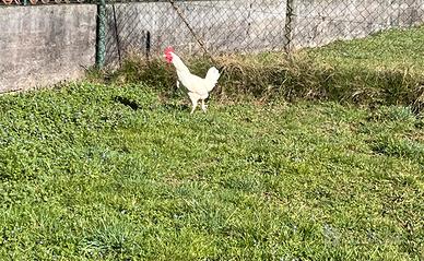 Gallo livornese