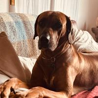 Rhodesian Ridgeback cuccioli