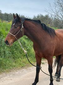 Cavallo