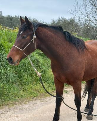 Cavallo